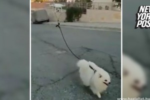 Drón sétáltatja a kutyát Cipruson