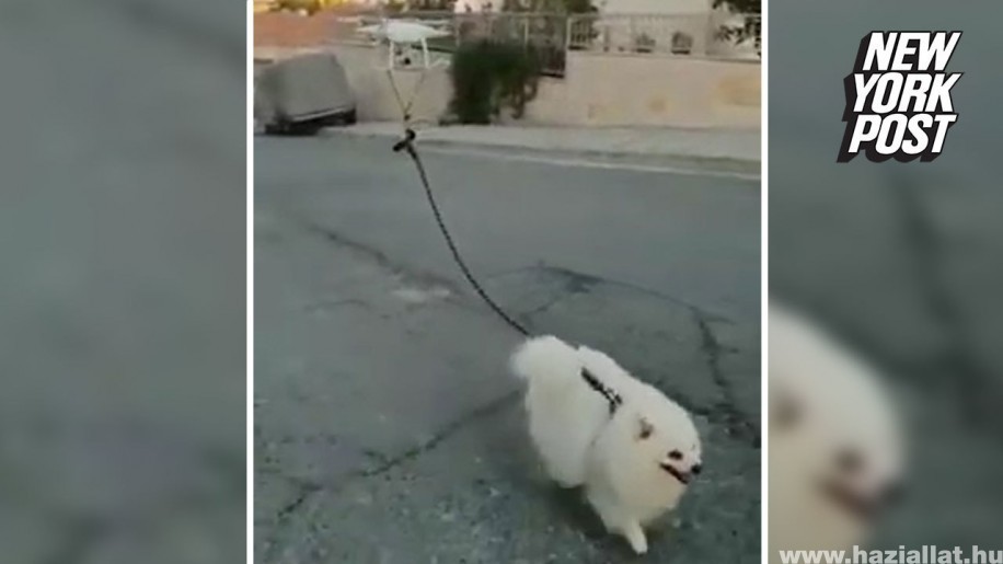 Drón sétáltatja a kutyát Cipruson
