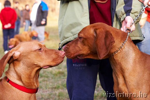 2. VIZSLA MAJÁLIS