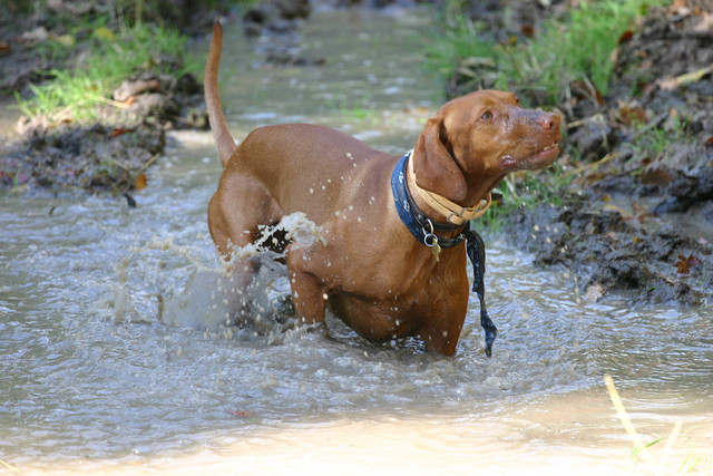 22. Vizsla Túra Királyréten