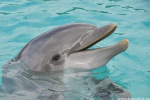 Hogyan gyógyít a delfin?
