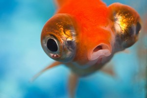 Hétfőtől tilos az  aranyhalakat gömbakváriumban tartani