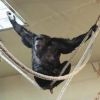 Csimpánzok érkeztek a Veszprémi Állatkertbe