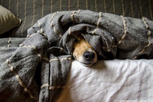A háziállatokkal való alvás előnyei és hátrányai