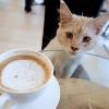 Macskás kávéház nyílik Bécsben