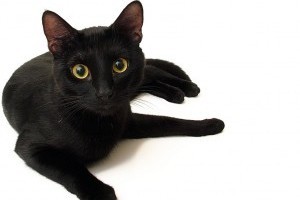 Drogcsempésznek állt egy fekete macska