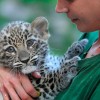 Perzsa leopárdkölyök született a Fővárosi Állat- és Növénykertben