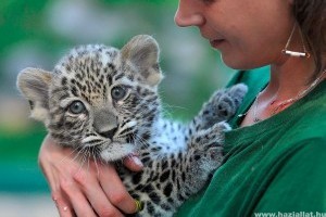 Perzsa leopárdkölyök született a Fővárosi Állat- és Növénykertben