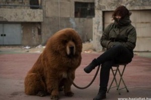 Oroszlánnak állított be kutyát egy kínai állatkert