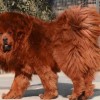 Több mint 430 millió forintot fizettek a világ egyik legdrágább kutyájáért Kínában