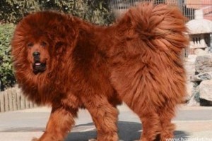 Több mint 430 millió forintot fizettek a világ egyik legdrágább kutyájáért Kínában