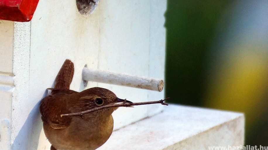 Madárház, odu kihelyezése: így vigyázhatsz majd télen is a madarakra