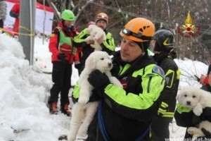 3 kiskutya is előkerült a lavina által betemetett hotelből