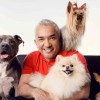 Visszatér „A csodálatos kutyadoki”!-Cesar Millan újra Magyarországon