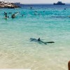 Sérült kékcápa okozott pánikot több mallorcai strandon