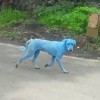 Kék színűre festette a kutyák szőrét egy indiai gyár környezetszennyezése