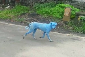 Kék színűre festette a kutyák szőrét egy indiai gyár környezetszennyezése