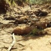 Vadállatok tömegei pusztulnak el a forró ausztrál nyárban