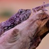 Dinoszauruszok világát idéző ritka agáma a debreceni állatkert új jövevénye