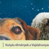 Induljon a Puli: kutyák a múzeumban a kutatók éjszakáján
