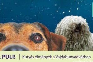 Induljon a Puli: kutyák a múzeumban a kutatók éjszakáján