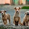 320 kutya talált haza a MOL-kutak mikrochip-leolvasóinak segítségével