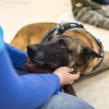 Zen, a magyar mentőkutya lett a világ legjobb romkutató kutyája