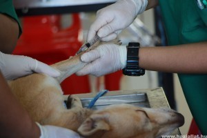 A legfontosabb védőoltások kutyáknak, macskáknak