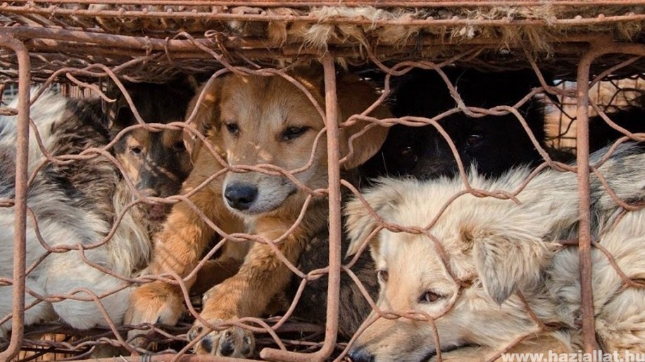 Tilos lesz megenni a kutyát és a macskát a dél-kínai Sencsenben