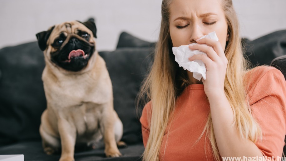 8 természetes módszer, ami segít a kisállat-allergia kezelésében