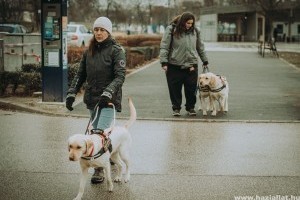 Vakvezető kutyával biztonságosabb ónos esőben is