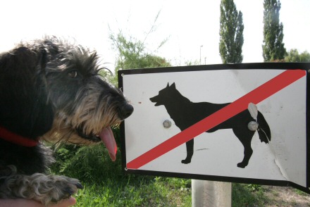 kutya, sétáltatás, tilos
