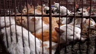 A macskahús Kínában ínyencfalat - Állat és ember