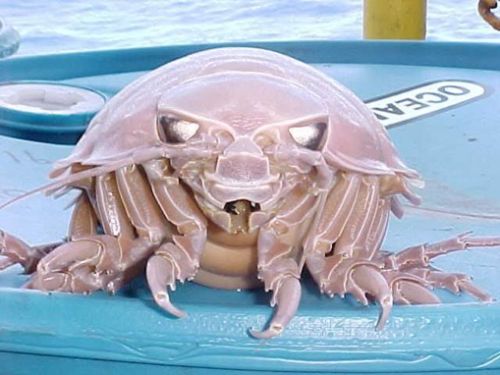 Óriás isopod