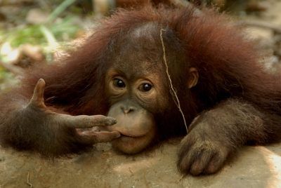 Az orangután ma már sajnos veszélyeztetett faj