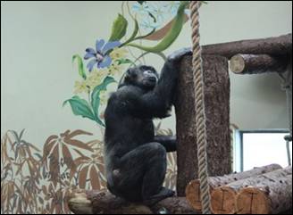 majom, csimpánz, állatkert