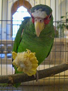 zold-papagaj