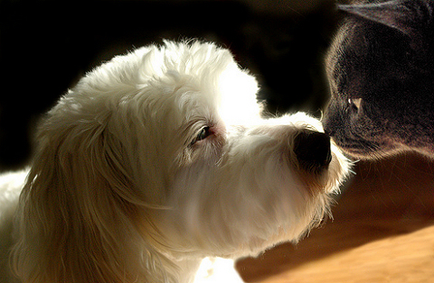 Kutya- és macskabiztosítás állatorvos szemmel