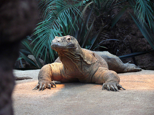 Varanus komodoensis