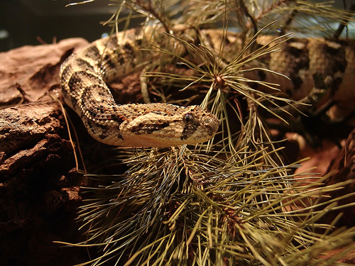 Bitis arietans