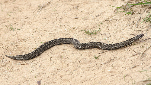 Vipera ursinii rakosiensis