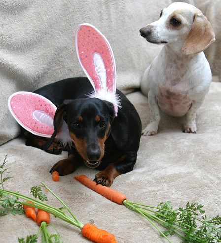 kutya, húsvét, nyuszi