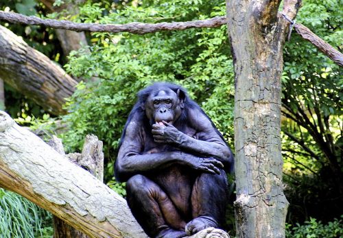 A bonobóknál a fejrázás a nemtetszés jele