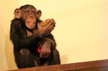 majom, csimpánz, állatkert