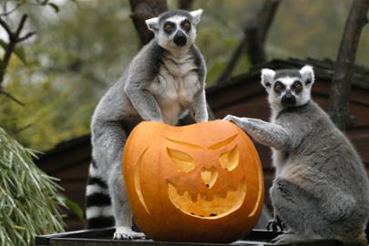 Halloween az állatkertben