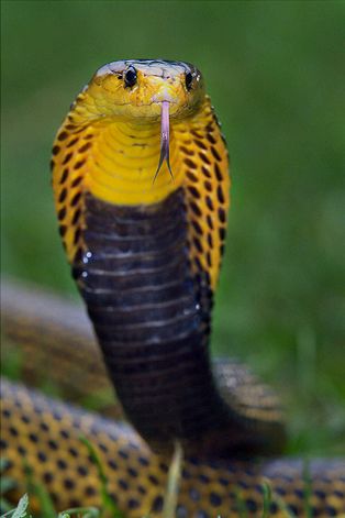 cobra