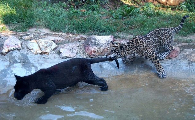 jaguár, jaguár kölyök, sóstói állatpark