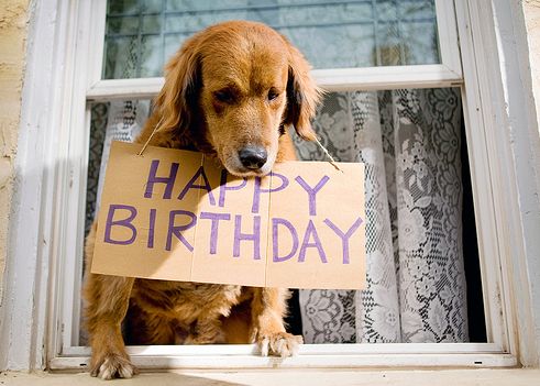 happy-birthday-dog