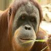 Veszélyben a szumátrai orángutánok
