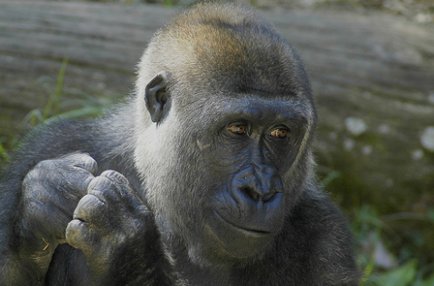 2009 a gorilla éve